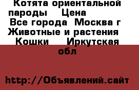 Котята ориентальной пароды  › Цена ­ 12 000 - Все города, Москва г. Животные и растения » Кошки   . Иркутская обл.